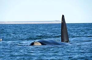 Fins Gallery: Southern Right Whale