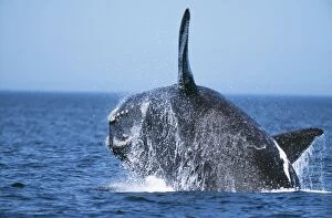 Breaching Gallery: Southern Right Whale