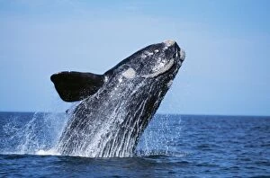Breaching Gallery: Southern Right WHALE