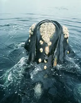 Southern Right Whale