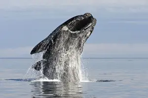 Right Whale Prints: Southern Right Whale - adult, breaching