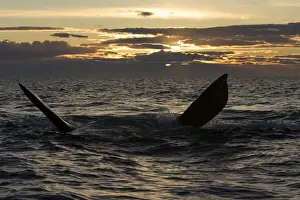 Right Whale Prints: Southern Right whale - adult whale resting at the surface