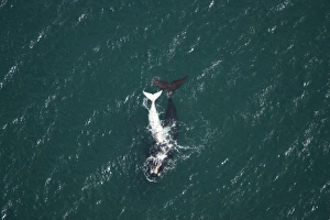 Southern Right Whale - aerial view: mother and calf