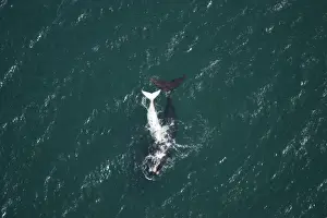 Southern Right Whale - aerial view of a female with her white calf. Golfo Nuevo, Valdes Peninsula, Province Chubut, Patagonia, Argentina