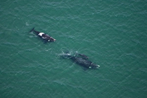 Southern Right Whale - aerial view: mother and calf