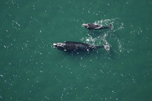 Southern Right Whale, swimming
