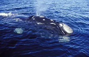 Spraying Prints: Southern Right Whale Blowing Close-up showing shape of the mouth; and callosities Valdes Peninsula