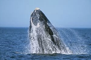 Images Dated 6th October 2009: Southern Right WHALE - breaching