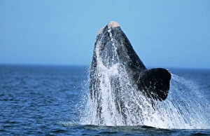 Whale Collection: Southern Right Whale - breaching