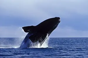 Leaping Prints: Southern Right Whale Breaching Valdes Peninsula, Patagonia, Argentina