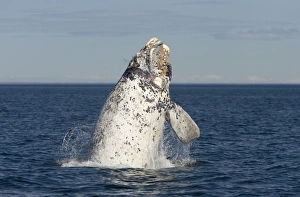 Grey WHALE - breaching