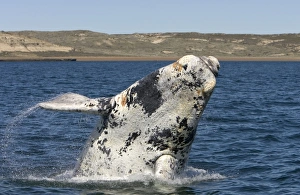 Grey WHALE - breaching