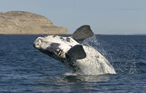 Grey WHALE - breaching