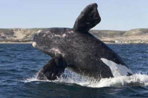 Southern Right whale - calf, breaching