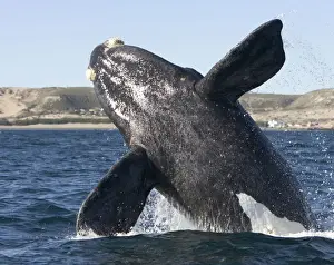 Right Whale Prints: Southern Right whale: calf, breaching Off Puerto Piramide