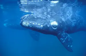 Cetaceans Whales Prints: Southern Right Whale Calf in foreground; mother visible in background Valdes Peninsula