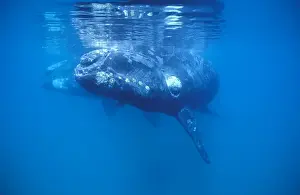 Southern Right Whale Calf in foreground; mother visible in background Valdes Peninsula, Patagonia, Argentina