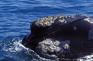 Southern Right Whale, swimming