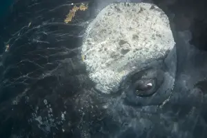 Patagonia Prints: Southern Right Whale Close-up of the eye area