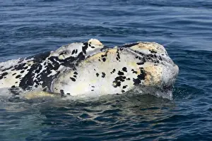 Southern Right Whale - Close-up of head of a white calf ('Marine Dalmatian'). Each year a few white calves are born. Normal color is dark gray. Valdes Peninsula, Province Chubut, Patagonia, Argentina