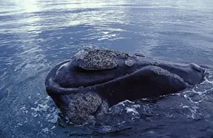Southern Right Whale Close-up showing the shape of the mouth, and the callosities Valdes Peninsula, Patagonia, Argentina