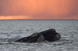Southern Right Whale - Courting: male and female, touching, swimming close to each other. Valdes Peninsula, Province Chubut, Patagonia, Argentina