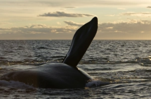 Southern Right Whale - Surfacing
