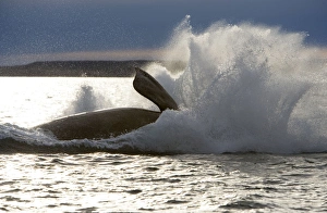 Southern Right Whale, swimming