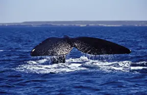 Diving Prints: Southern Right Whale flukes Cliffs of Valdes Peninsula in background Argentina