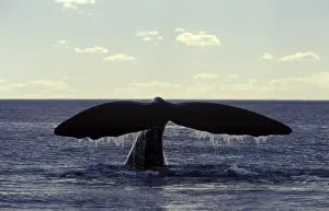 Fluke Prints: Southern Right Whale flukes Valdes Peninsula, Argentina