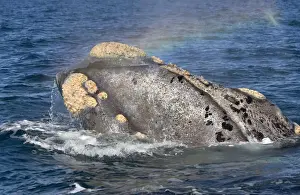 Southern Right Whale - Head, showing line of the mouth and callosities. The skin of this individual is unusually light-colored. Valdes Peninsula, Province Chubut, Patagonia, Argentina