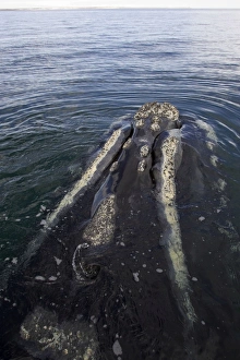 Southern Right Whale - Surfacing