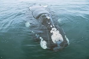 Southern Right Whale - head out of water