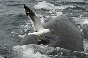 Southern Right Whale - Kelp Gull (Larus dominicanus) picking on whale's back, feeding on skin/blubber. Four craters made by gulls in this way are visible on this photo; gulls keep picking at the same places