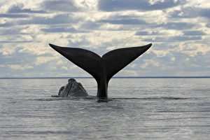 Southern Right Whale - Lobtailing: the whale slaps the surface of the water with its flukes Southern Right Whale - Lobtailing: the whale slaps the surface of the water with its flukes