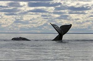 Southern Right WHALE - tail out of water