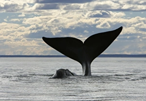 Southern Right WHALE - tail out of water