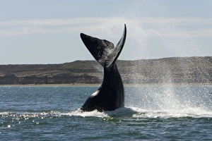 Southern Right Whale - tail flukes