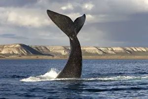 Cetaceans Prints: Southern Right Whale - Lobtailing behavior
