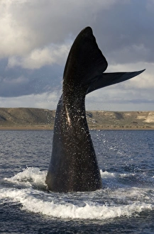Southern Right Whale - tail flukes