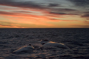 Southern Right Whale - Surfacing