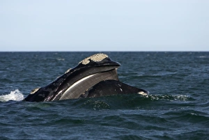 Southern Right Whale - Surfacing