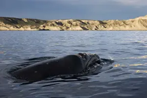 Right Whale Prints: Southern Right whale Off Puerto Piramide