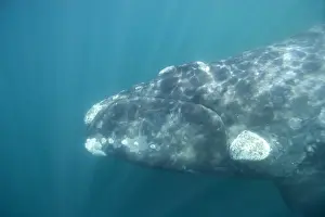 Southern Right Whale off Puerto Piramide, Valdes Peninsula, Chubut Province, Patagonia, Argentina
