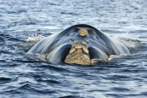 Right Whale Prints: Southern Right whale - at the surface