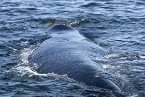 Southern Right Whale, swimming Note broad back of this species, and holes on the back where Kelp Gulls have been feeding off the whale. Photographed at Valdes Peninsula, Chubut, Argentina
