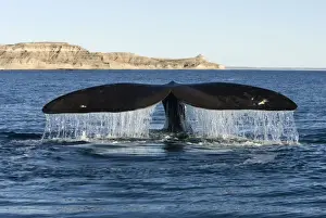 Fluke Prints: Southern Right Whale - tail fluke Valdes Peninsula, Province Chubut, Patagonia, Argentina