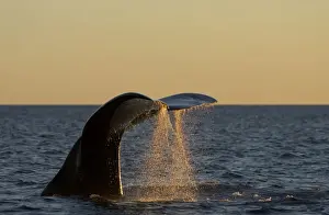 Southern Right Whale - Tail flukes, at sunset Valdes Peninsula, Province Chubut, Patagonia, Argentina