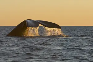 Flukes Prints: Southern Right Whale - Tail flukes