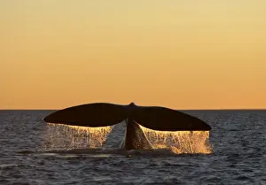 Diving Prints: Southern Right Whale - Tail flukes